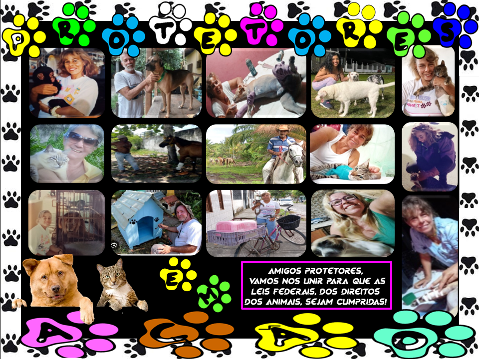 Resgate do gatinho joão